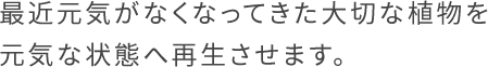 最近元気がなくなってきた大切な植物を元気な状態へ再生させます。