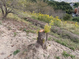 順調に育ってる