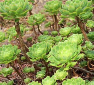 Aeonium lancerottense