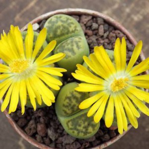 Lithops bromfieldii 'Sulphurea'