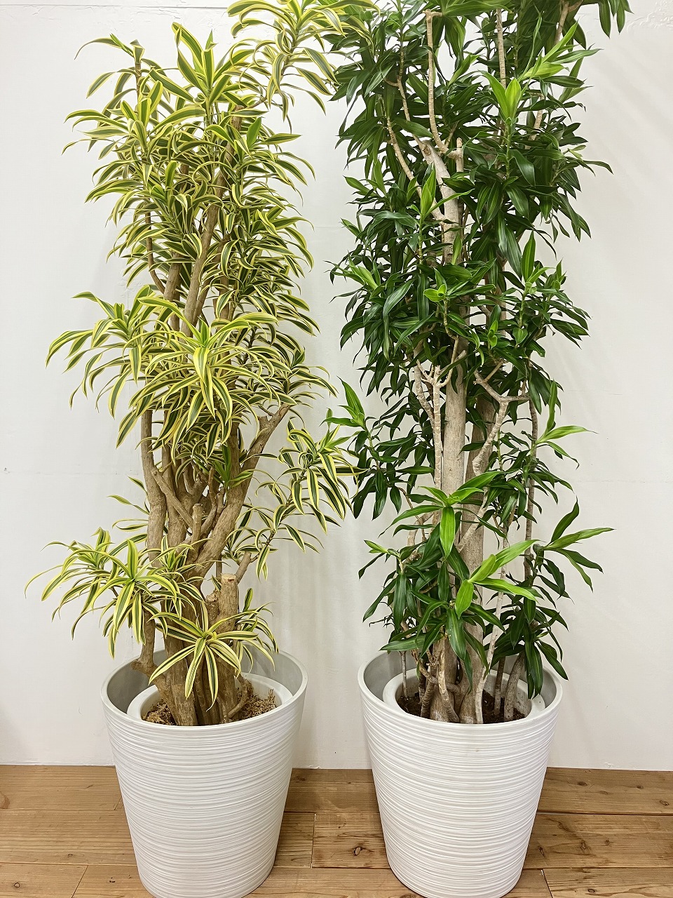 ふたつの踊り子【広島市で観葉植物をレンタルするなら山田農園