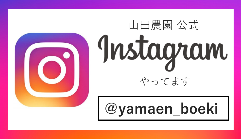 インスタグラム